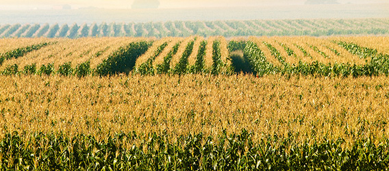 Farmsecure's operations include large-scale maize production in the Free State province, South Africa (photo)