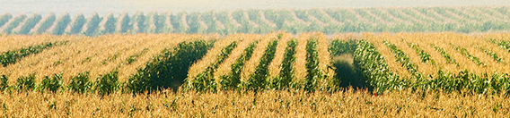 Farmsecure's operations include large-scale maize production in the Free State province, South Africa