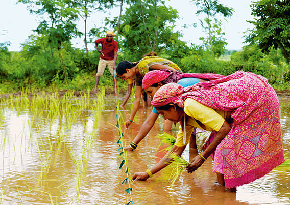 Women planting rice using a crop intensification system developed by the Watershed Organisation Trust (photo)