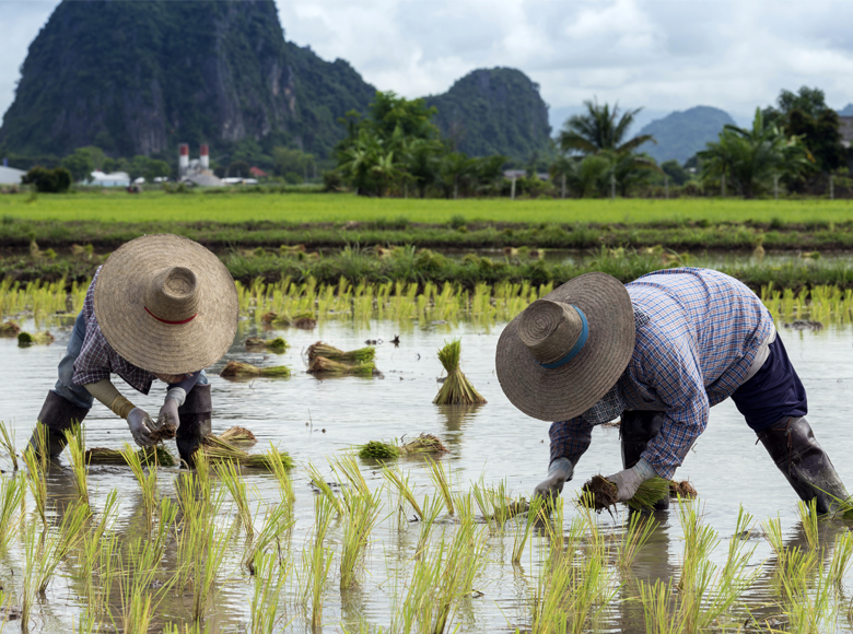 Vietnamese rice farmers (photo)